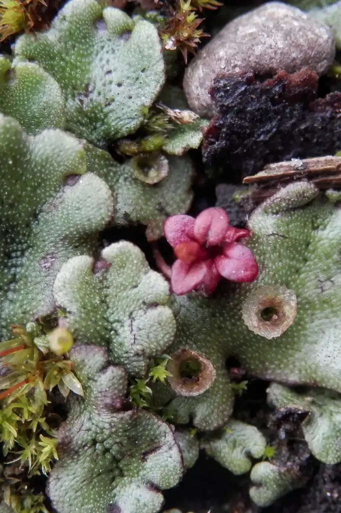 Фото Marchantia polymorpha - Marchantia polymorpha:Ryan Hodnett