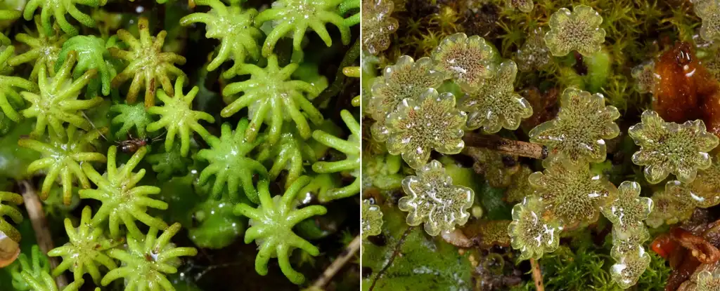 Фото Marchantia polymorpha - Marchantia polymorpha gametophytes (female on left and male on right):Plantsurfer