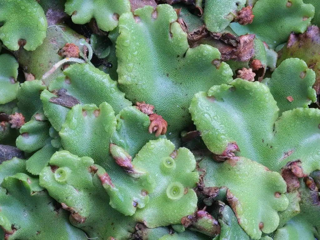 Фото Marchantia polymorpha - Umbrella liverwort (with rosettes and brown thalli):Pseudopanax