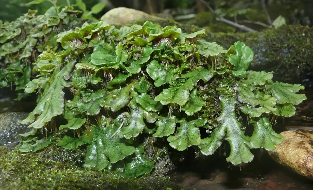 Фото Marchantia polymorpha - Form:Bernd Haynold
