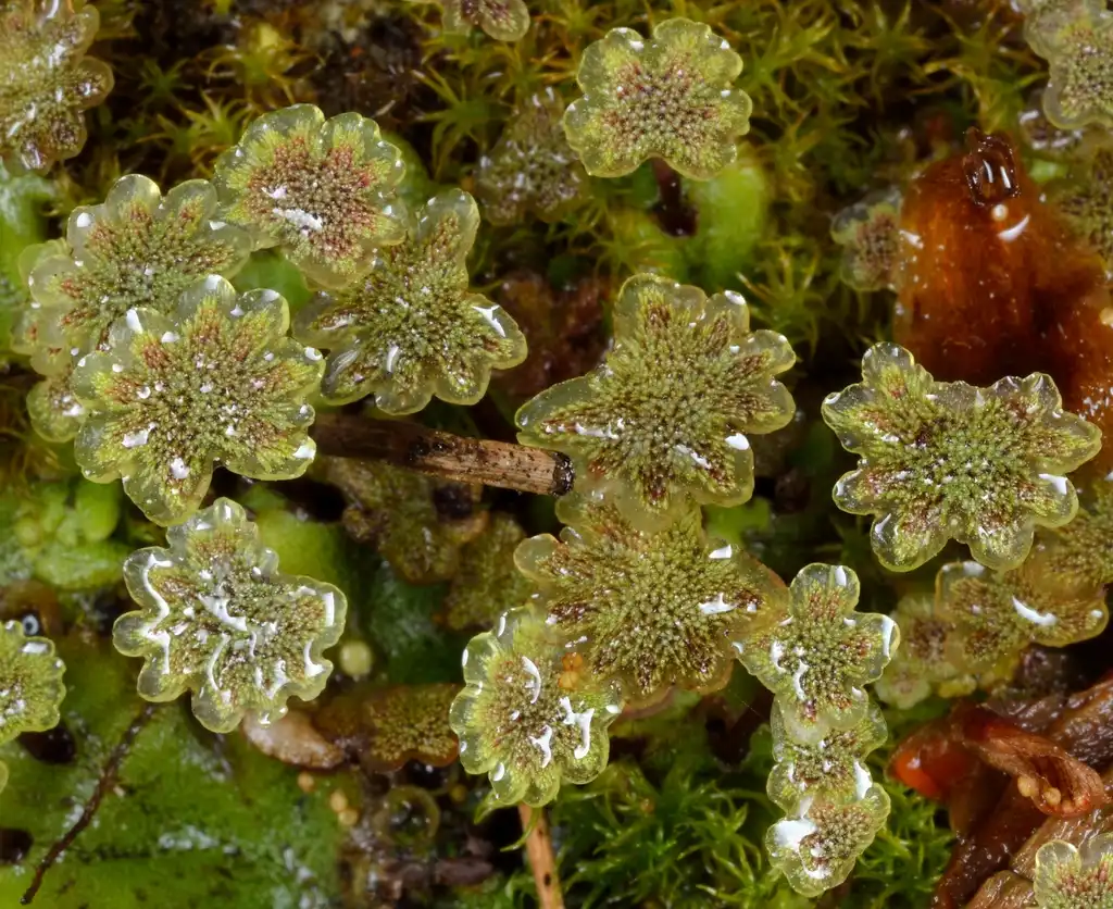 Фото Marchantia polymorpha - Male gametophytes with antheridiophores:Plantsurfer