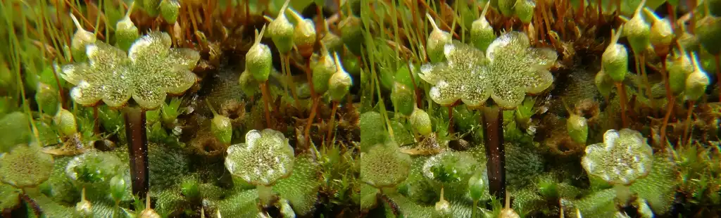 Фото Marchantia polymorpha - crossview in 3D:Boro3d