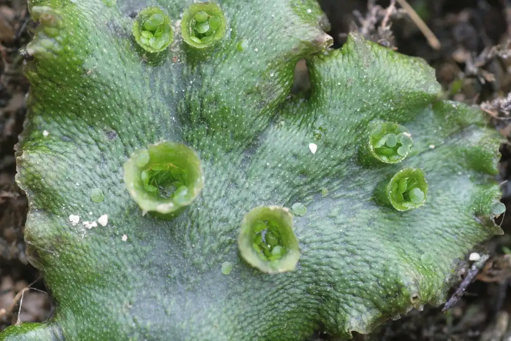 Фото Marchantia polymorpha - Close up:HermannSchachner
