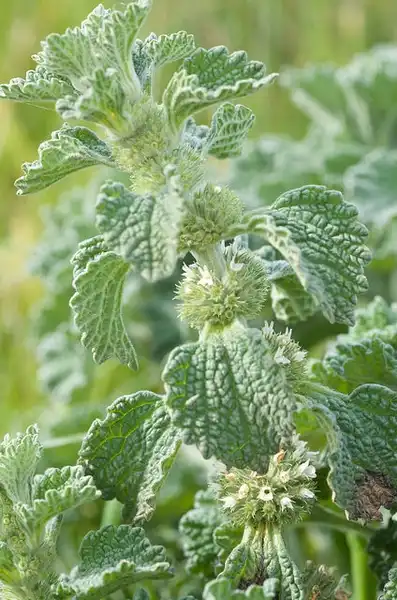 Photo of Marrubium vulgare (Marrubium vulgares)