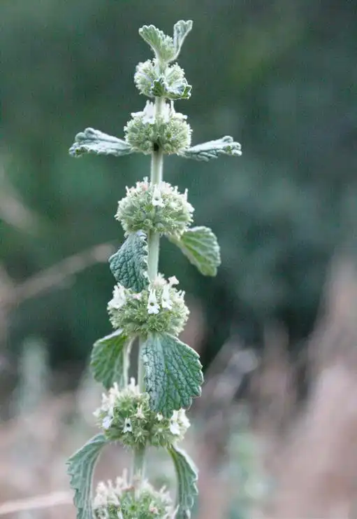Photo of Marrubium vulgare (Marrubium vulgares)