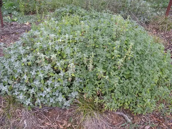 Photo of Marrubium vulgare - Form:harry Rose