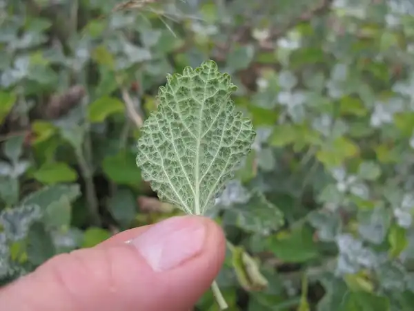 Photo of Marrubium vulgare - Underside of leaf:Harry Rose