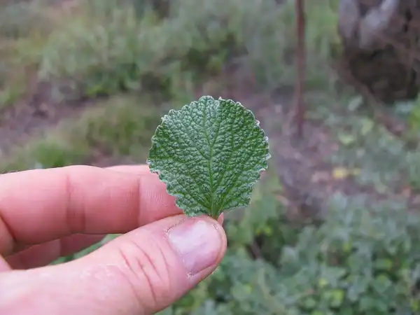 Photo of Marrubium vulgare - Leaf:Harry Rose