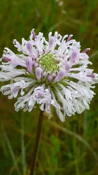 Foto de Marshallia graminifolia (Marshallia graminifolias)