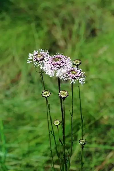 Foto de Marshallia graminifolia (Marshallia graminifolias)