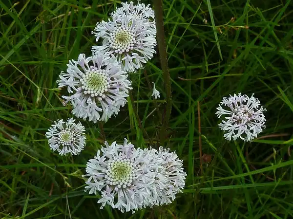 Foto de Marshallia graminifolia - :Eleanor