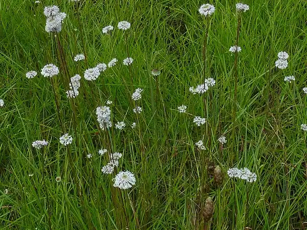 Foto de Marshallia graminifolia - :Eleanor