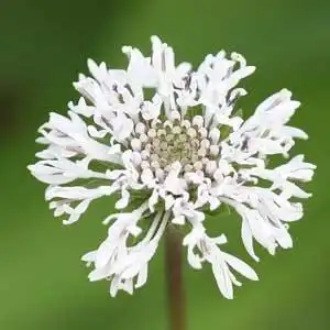 Foto de Marshallia obovata (Marshallia obovatas)
