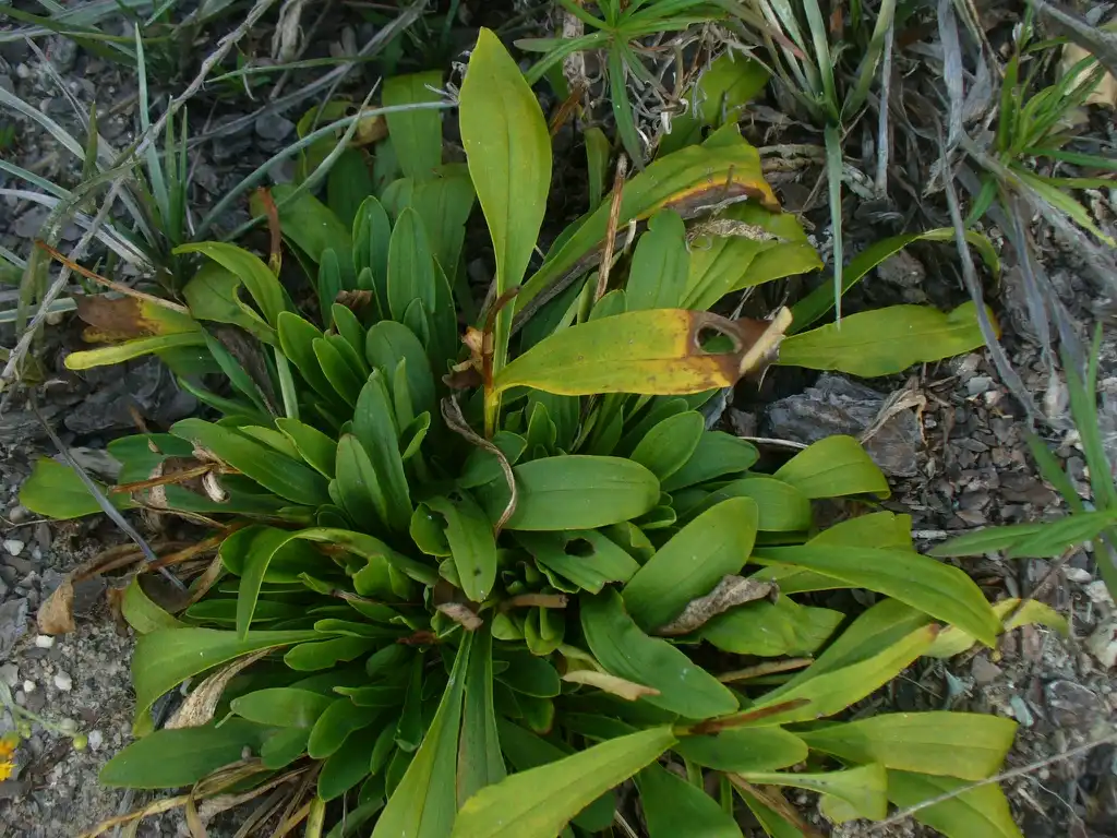Foto de Marshallia obovata (Marshallia obovatas)