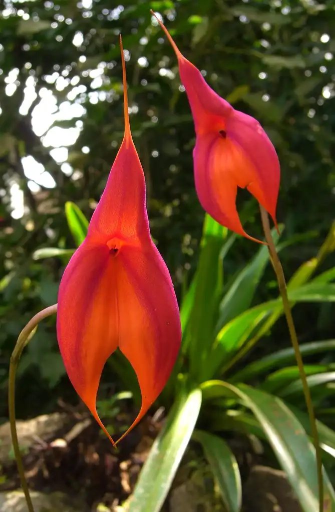 Photo of Masdevallia (Masdevallias)