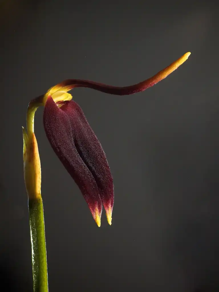 Photo of Masdevallia (Masdevallias)