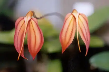 Photo of Masdevallia - Flower:Unknown