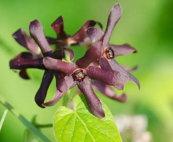 Photo of Matelea carolinensis (Matelea carolinensiss)