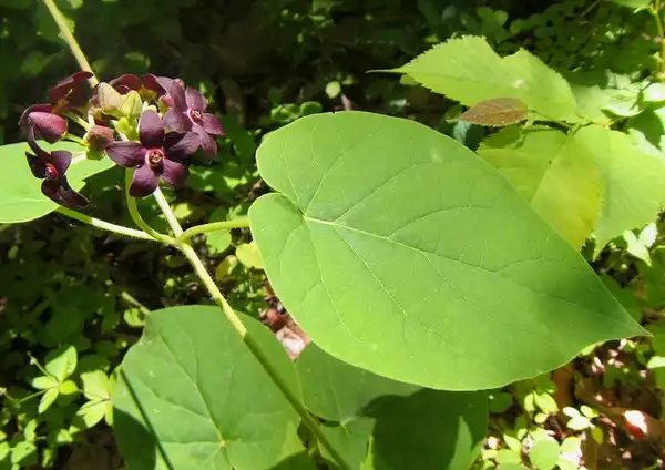 Photo of Matelea carolinensis (Matelea carolinensiss)