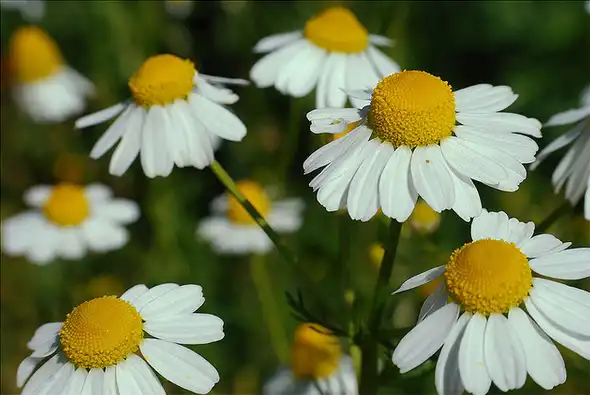 Foto de Matricaria chamomilla (Matricaria chamomillas)