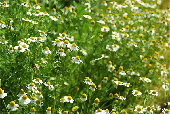 Foto de Matricaria chamomilla (Matricaria chamomillas)