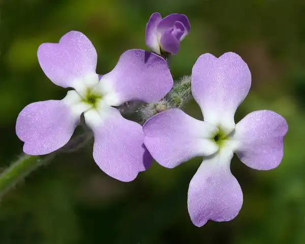 Foto de Matthiola incana (Matthiola incanas)