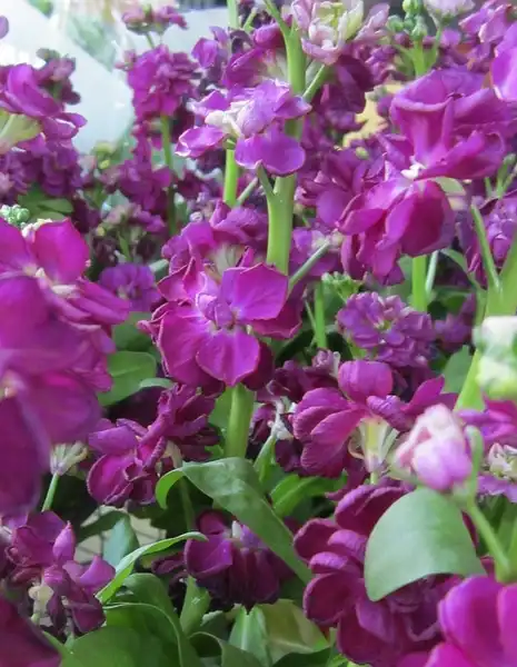 Foto de Matthiola incana (Matthiola incanas)