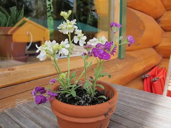 Foto de Matthiola incana - :Melanie J Watts