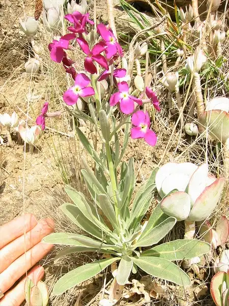 Foto de Matthiola incana - :Jon Sullivan
