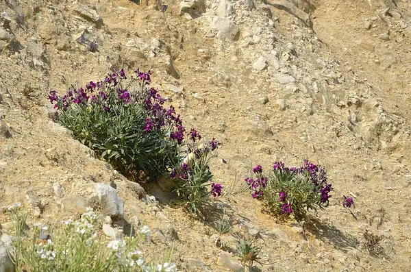 Foto de Matthiola incana - :Vlad Proklov