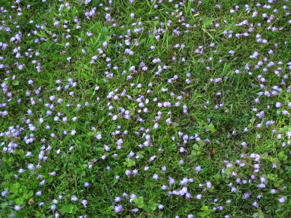 Foto de Mazus miquelii (Mazus miqueliis)