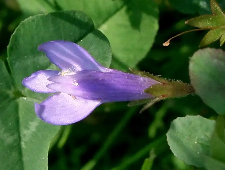 Foto de Mazus miquelii - flower from the side:KENPEI