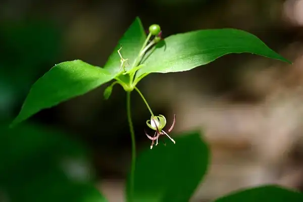 Фото Medeola virginiana (Medeola virginianas)