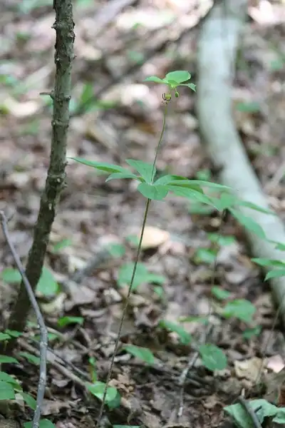 Фото Medeola virginiana (Medeola virginianas)