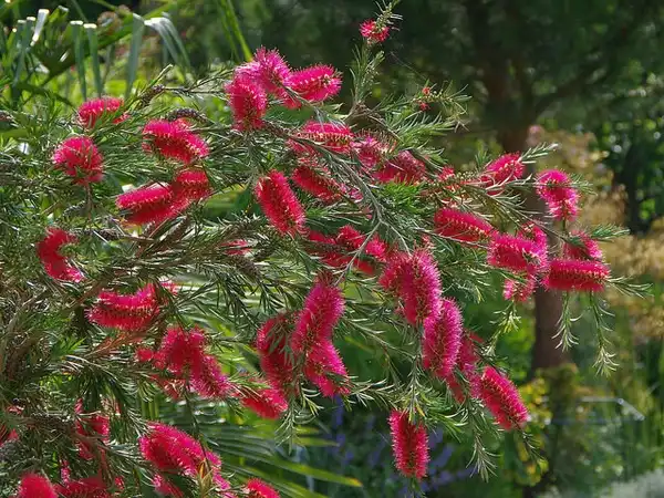 Фото Melaleuca citrina (Melaleuca citrinas)
