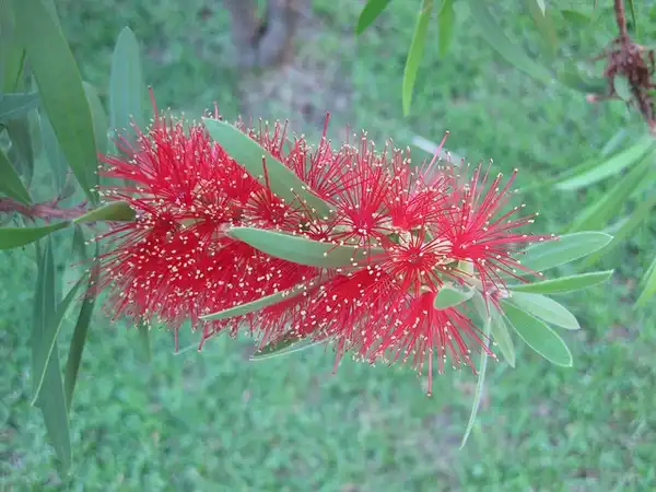 Фото Melaleuca citrina - Close up of flower:Kristen