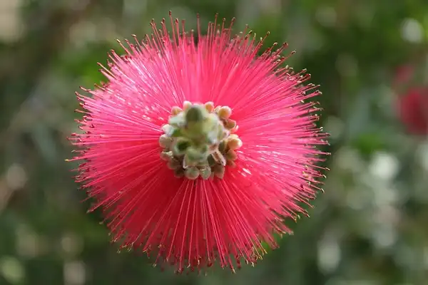 Фото Melaleuca citrina - Close up of end of the flower:Col-Ford-and-Natasha-de-Vere-