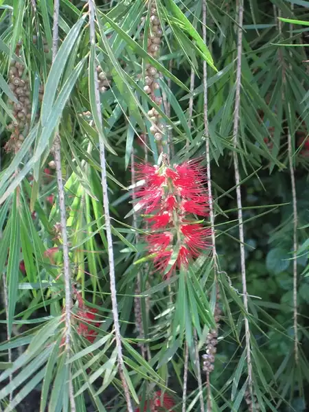 Фото Melaleuca citrina - Branch:Juniperus scopulorum
