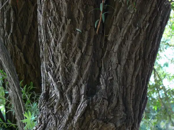 Фото Melaleuca citrina - Bark:Dinesh-Valke
