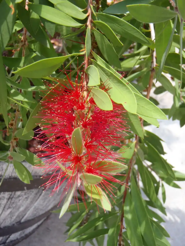 Фото Melaleuca citrina - Flower and Leaves:Jim Robbins