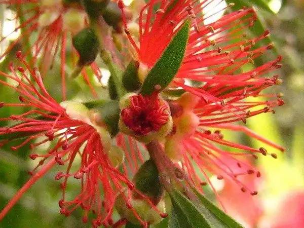 Фото Melaleuca linearis var. linearis (Melaleuca linearis var. lineariss)