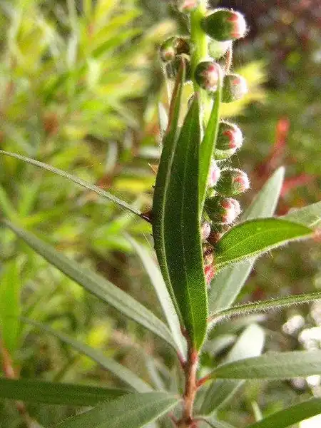 Фото Melaleuca linearis var. linearis (Melaleuca linearis var. lineariss)