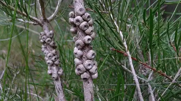 Фото Melaleuca linearis var. linearis - Seed pods:John Tann