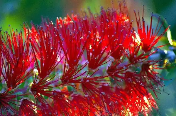 Фото Melaleuca linearis var. linearis - Flower closeup:Tomraven