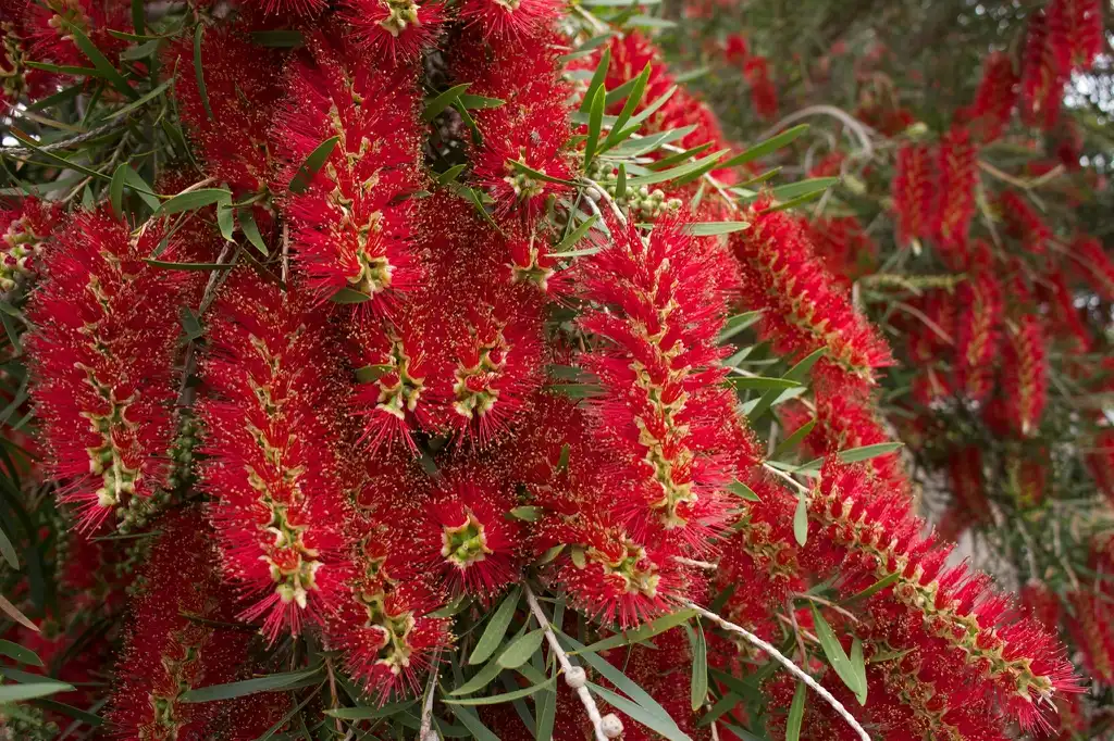 Foto de Melaleuca viminalis (Melaleuca viminaliss)