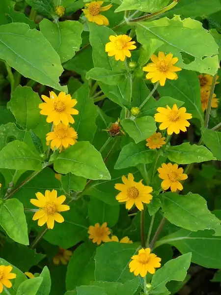 Photo of Melampodium divaricatum (Melampodium divaricatums)