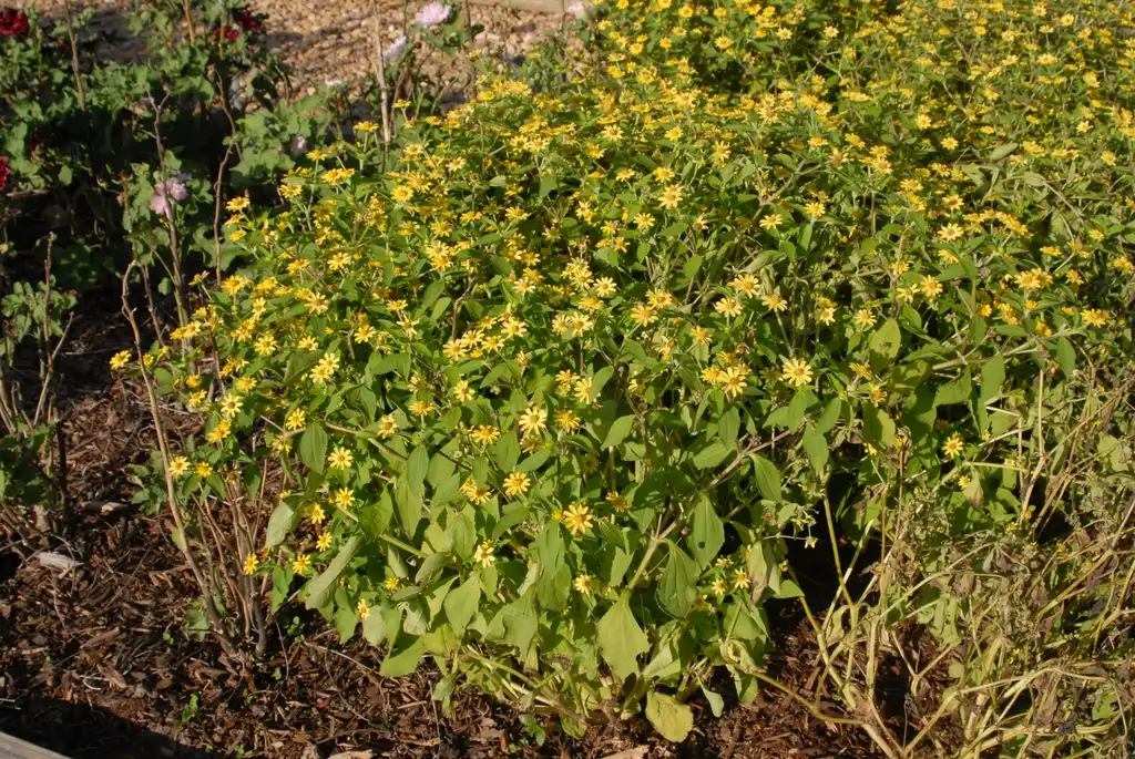 Photo of Melampodium divaricatum (Melampodium divaricatums)