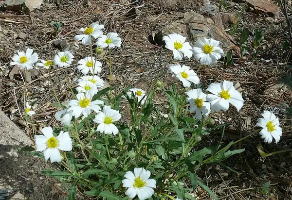 Фото Melampodium leucanthum (Melampodium leucanthums)