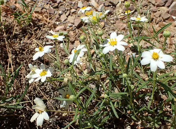 Фото Melampodium leucanthum (Melampodium leucanthums)