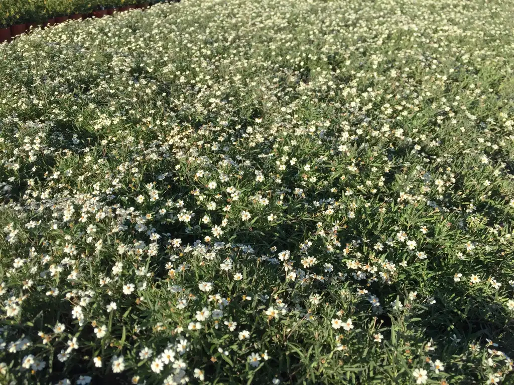Фото Melampodium leucanthum - Full form in bloom:Jim Robbins